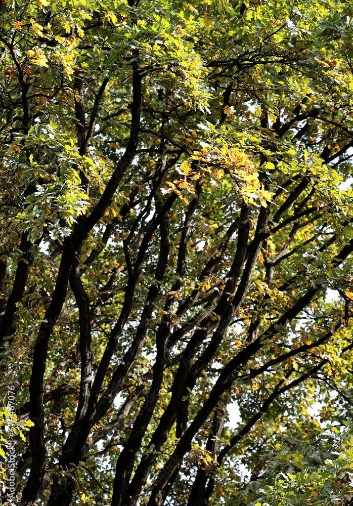 Fototapeta premium colorful autumnal seasonal leaves in park