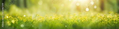 banner green grass and against the sun with bokeh and little yellow flowers