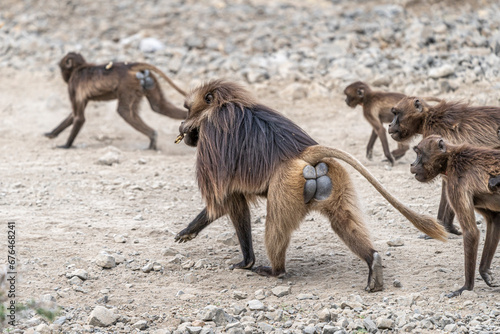 Group of Gelada monkeys (Theropithecus gelada) in Simien mountains, Ethiopia © Torsten Pursche