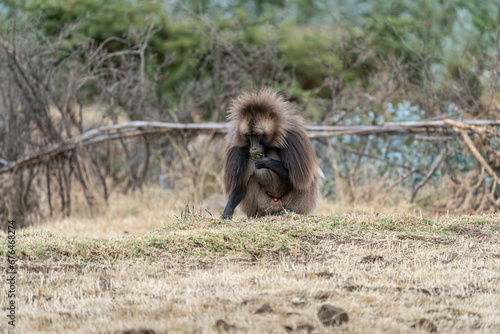 Wallpaper Mural Close up of a male Gelada monkey (Theropithecus gelada) in Simien mountains, Ethiopia Torontodigital.ca