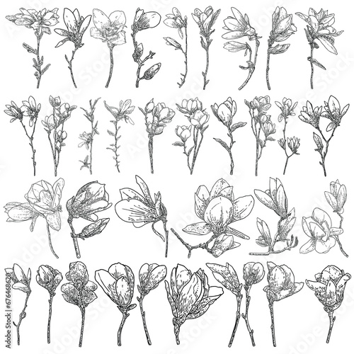 Big collection set of magnolia flowers and leaves drawing illustration. Blooming on the branch for patterns creator. Hand drawn flowers from real trees twigs in the forest and park. Vector.