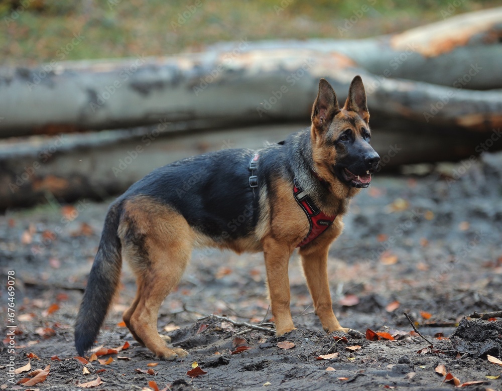 german shepherd dog puppy german shepherd dog puppy