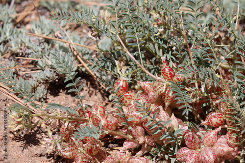 Big Bear Milkvetch, Astragalus Lentiginosus Variety Sierrae, a native perennial monoclinous herb displaying beaked ovate leguminous pod fruit during springtime in the San Bernardino Mountains. photo