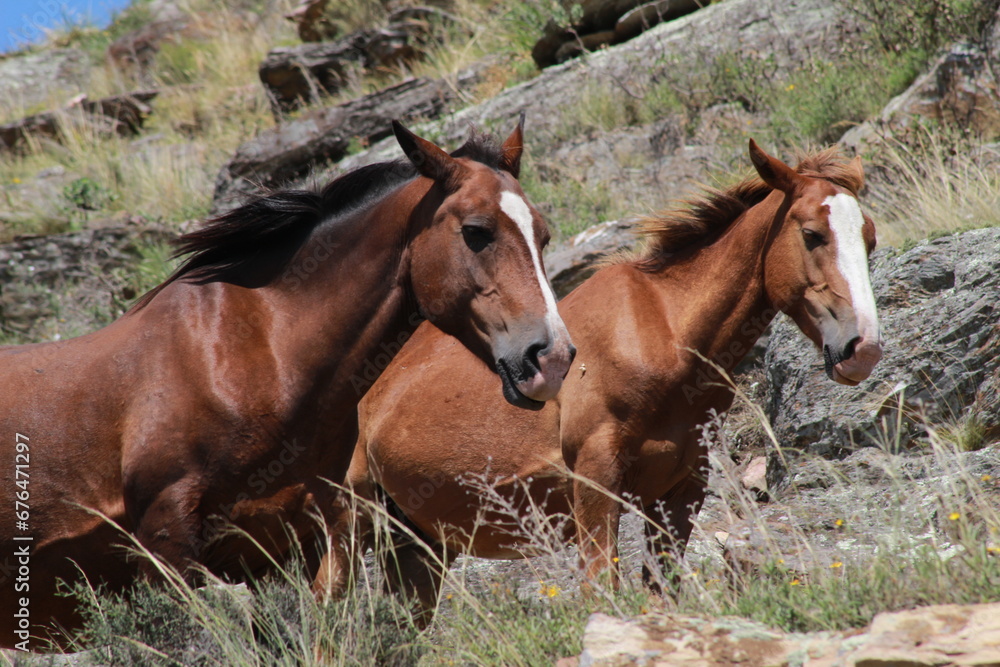 Fototapeta premium Horse