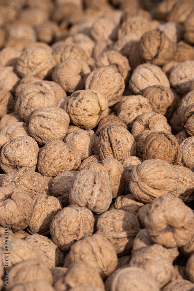 detail of mature nines. Texture of many harvested walnuts detail of mature nines. Texture of many harvested walnuts