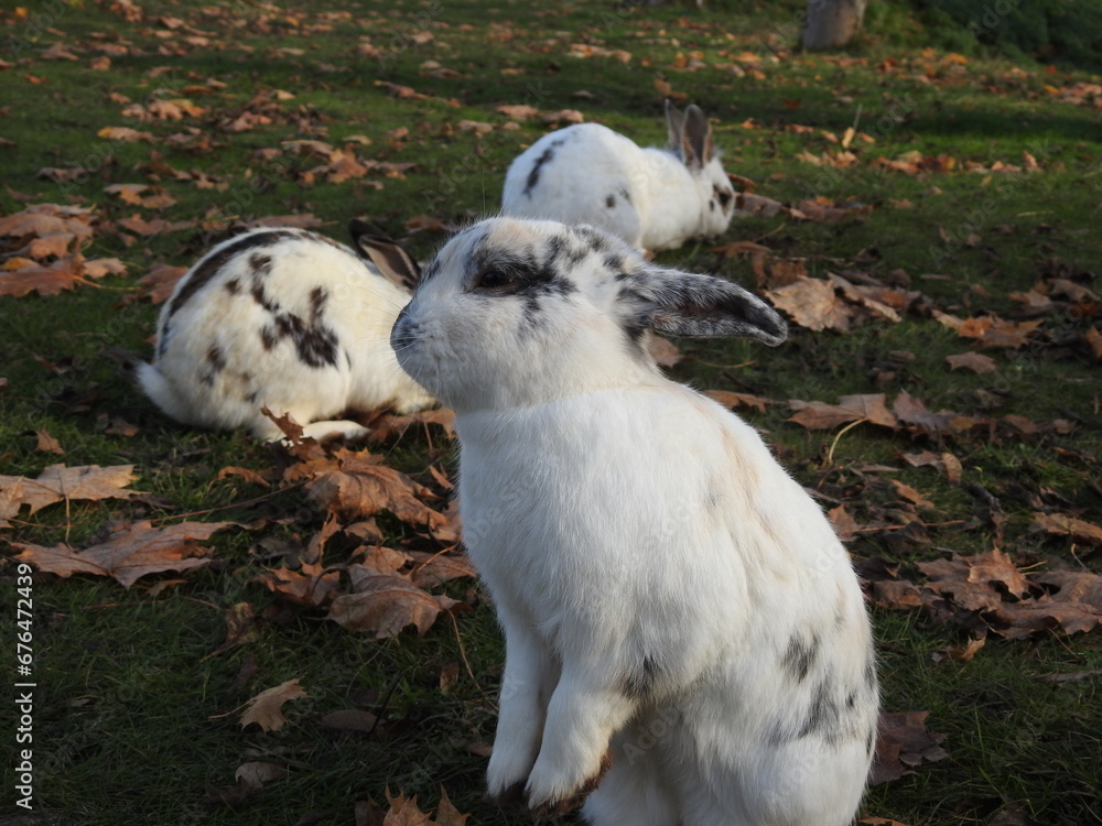 white and grey rabbits at autumn white and grey rabbits at autumn