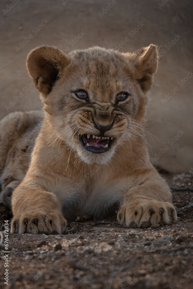 Roar Roar