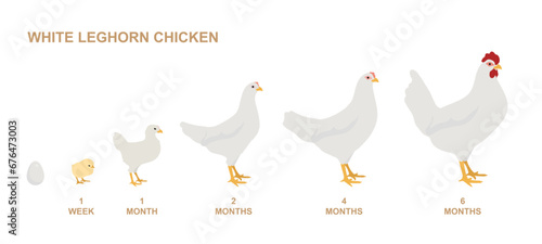 White Leghorn Chicken growing