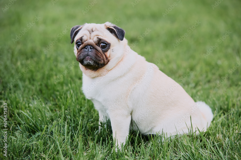 Cute pug dog sitting on a green grass background and looking at the camera