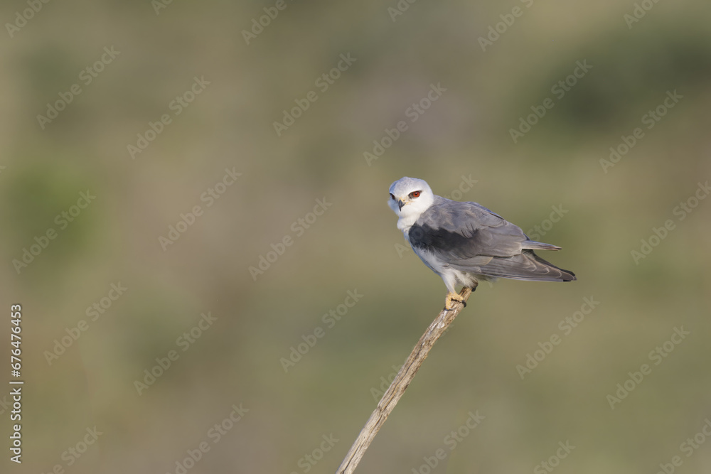 Black-winged kite (Elanus caeruleus) perched on a branch, Kwazulu Natal Province, South Africa Black-winged kite (Elanus caeruleus) perched on a branch, Kwazulu Natal Province, South Africa