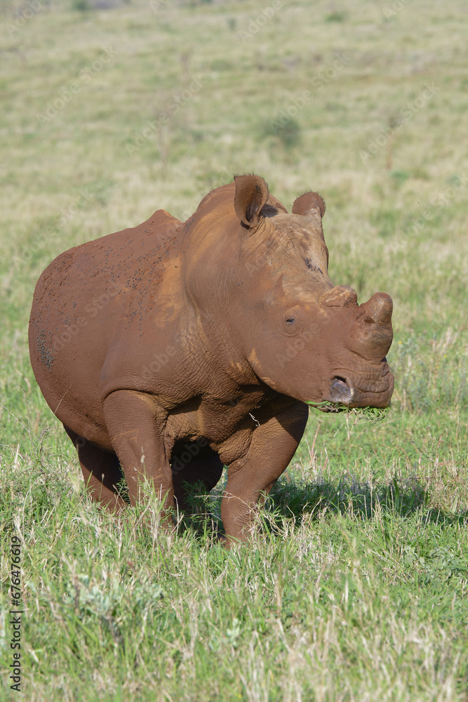 White rhinoceros, white rhino or square-lipped rhinoceros (Ceratotherium simum) covered with red soil, Kwazulu Natal Province, South Africa White rhinoceros, white rhino or square-lipped rhinoceros (Ceratotherium simum) covered with red soil, Kwazulu Natal Province, South Africa