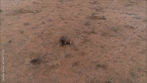 Footage of an aardvark (Orycteropus afer) looking for food in the drought photo