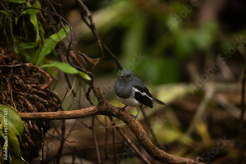 Close up of a Oriental Magpie-Robin (Copsychus saularis) photo