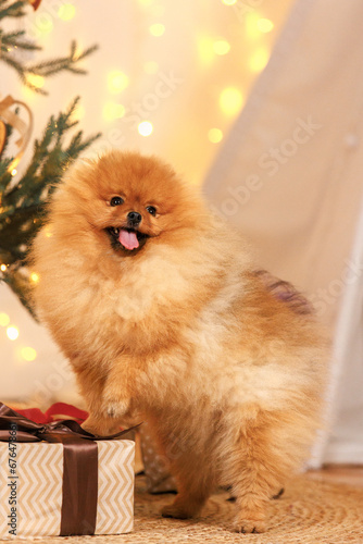 pomeranian with christmas decorations