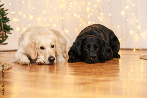 labrador retriever and golden retriever with christmas decorations photo