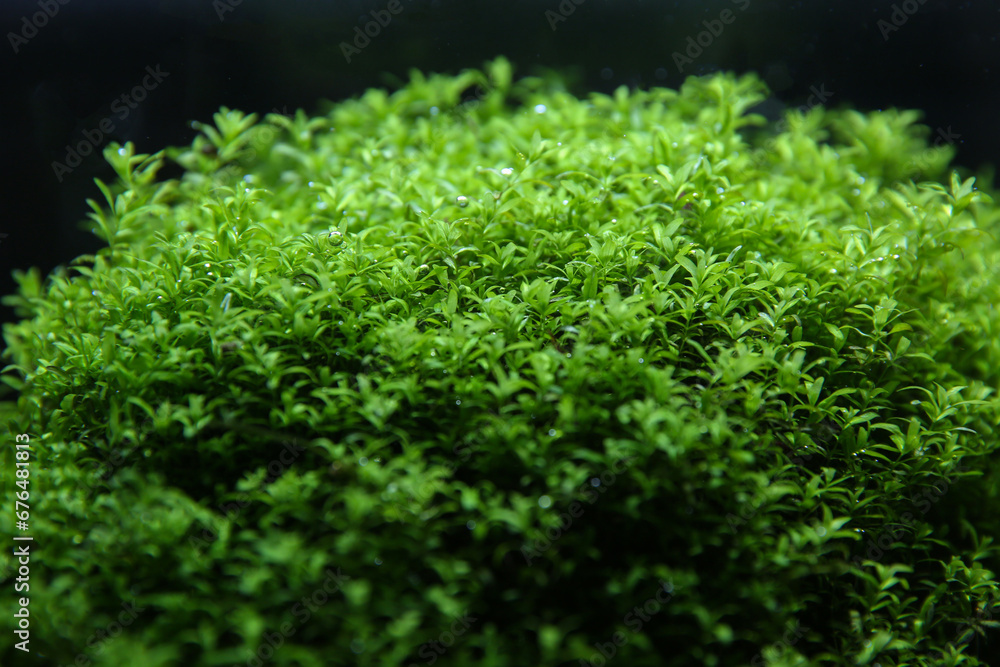 blurred green background, algae behind glass in the aquarium blurred green background, algae behind glass in the aquarium