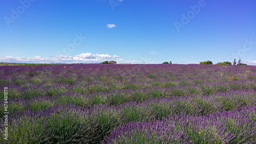 Blooming lavender field with purple rows of lavender, trees and clouds on the blue sky, Plateau de Valensole, Provence, Provence-Alpes-Cote d'Azur, France, Europe. Summertime on french countryside