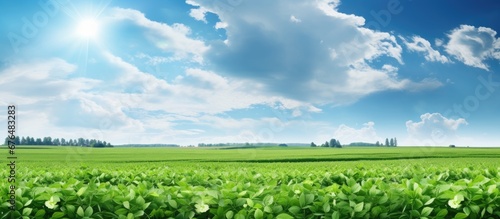 In the summer under the vast sky the green fields of the farm are adorned with vibrant soy crops showcasing the remarkable growth and natural beauty of agriculture and its pulse on nature s  photo