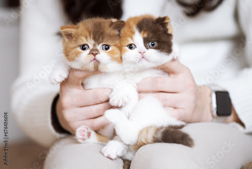 Britisch Kurzhaar Kitten rarität Luxus Katze imposant und edel photo