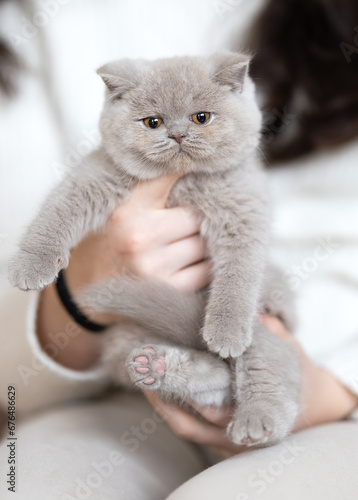 Fototapeta Naklejka Na Ścianę i Meble -  Britisch Kurzhaar Kitten rarität Luxus Katze imposant und edel