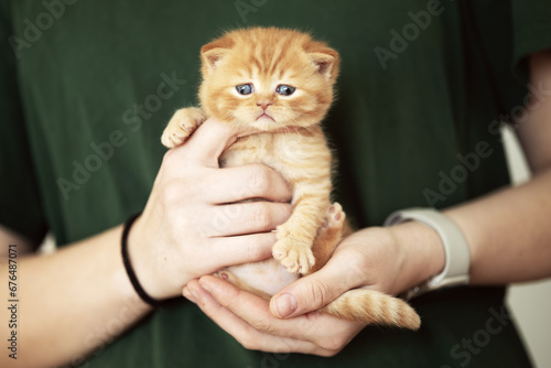 Britisch Kurzhaar Kitten rarität Luxus Katze imposant und edel photo
