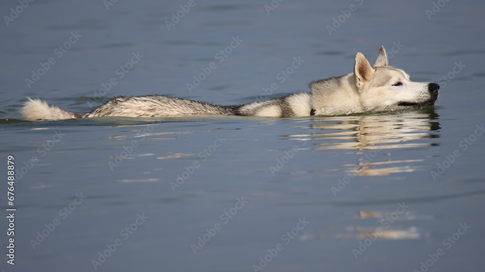 Fototapeta premium husky baignade