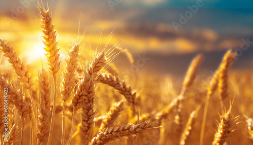 banner with ears of golden wheat over sunset sky close up beauty nature field background with sun flare ripening ears of meadow wheat field rich harvest beautiful summer or autumn nature backdrop