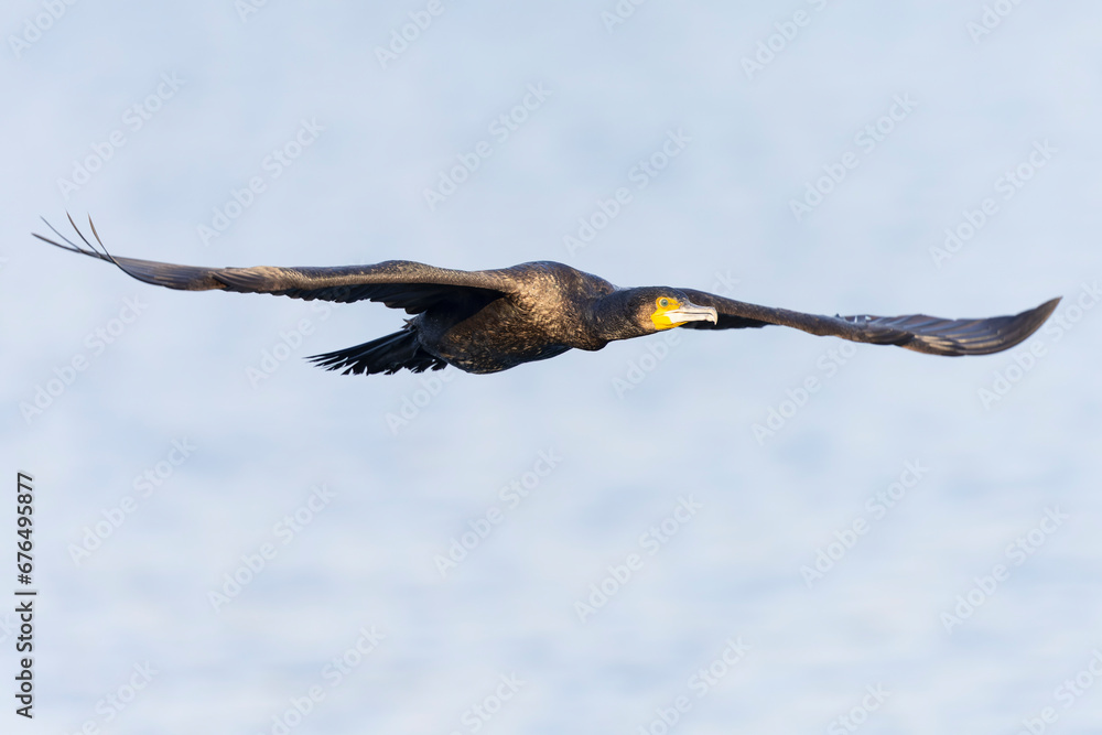 Great Cormorant (Phalacrocorax carbo) in flight Great Cormorant (Phalacrocorax carbo) in flight