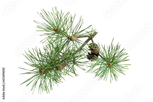 pine branch with cones