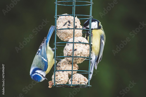 Canvas Print a bluetit and a great tit perching on the bird feeder and pecking on fat balls a