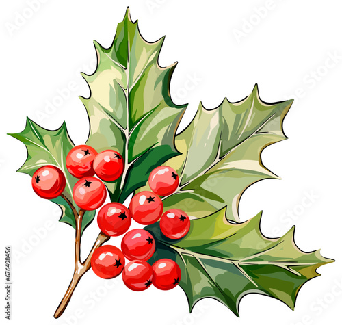 Christmas flower holly twig with berries and leaves. Vector illustration. Festive flower