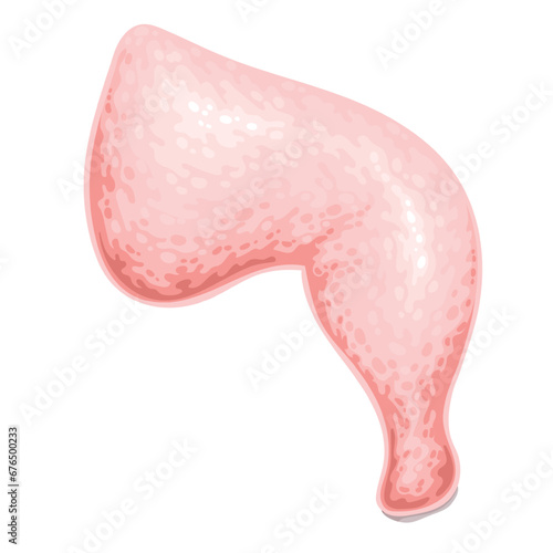 Chicken leg vector illustration. Cartoon isolated quarter of farm broiler chick carcass, uncooked chicken or turkey white meat with skin, one pink thigh from farm market for lunch and dinner cooking