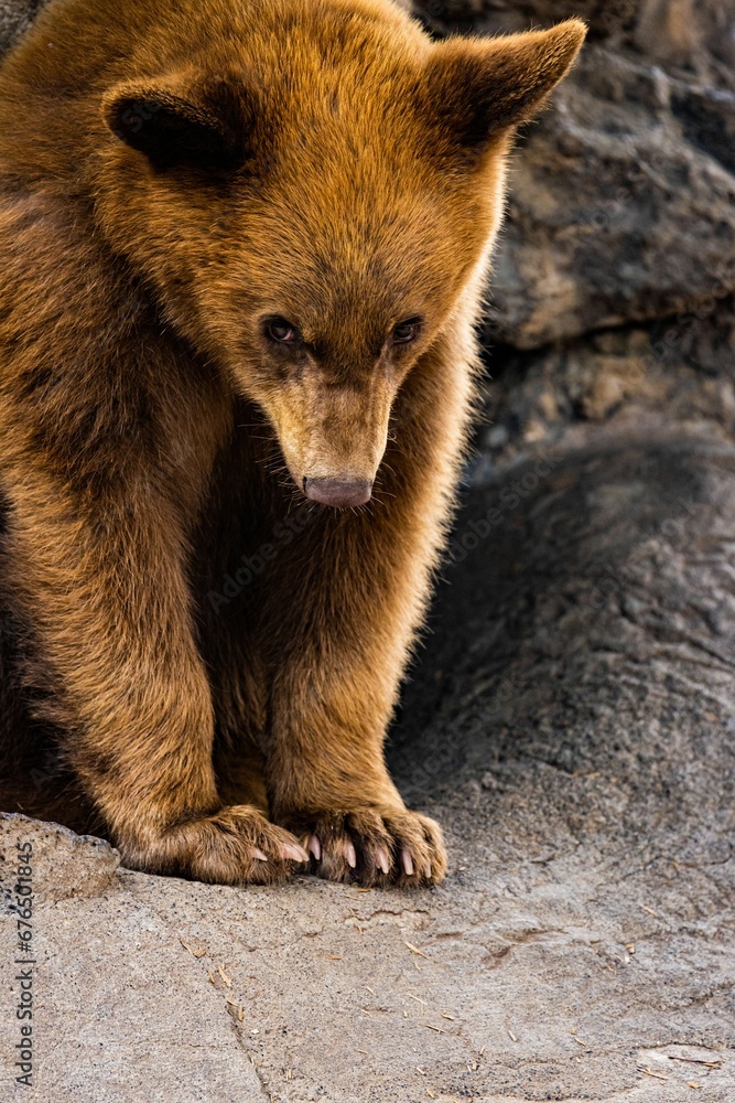 Vertical closeup of a brown bear cub, Ursus arctos. Vertical closeup of a brown bear cub, Ursus arctos.