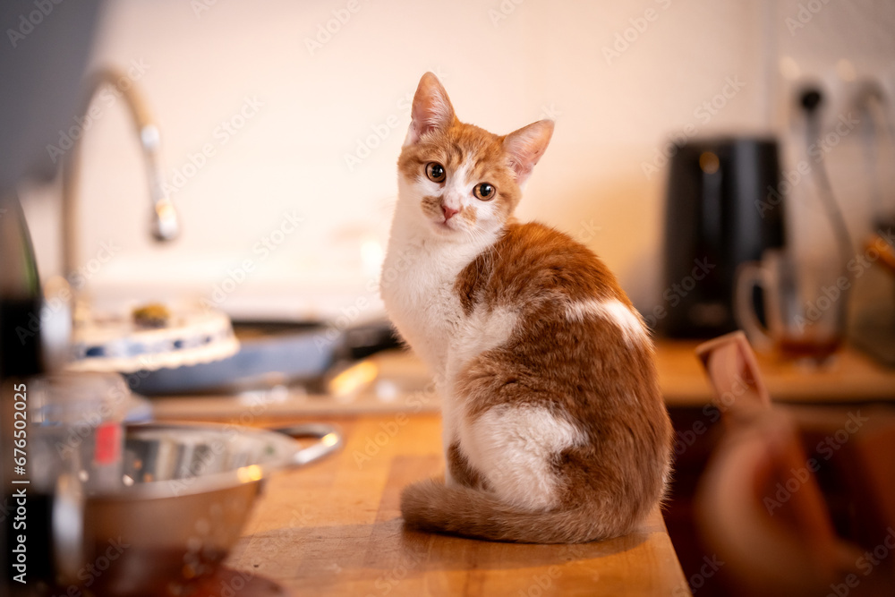 Biało - rudy kotek siedzi na blacie w kuchni - obrazy, fototapety, plakaty 