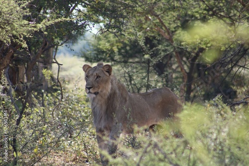 Regal lion