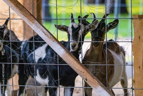 Closeup shot of goats behind a fence in a farm