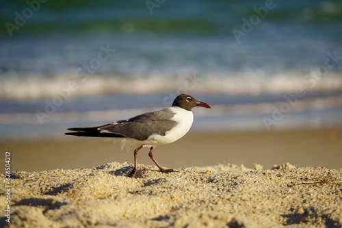 Side view of an adorable Laughing gull walking on the sandy beach on Saint George Island, Florida © Wirestock