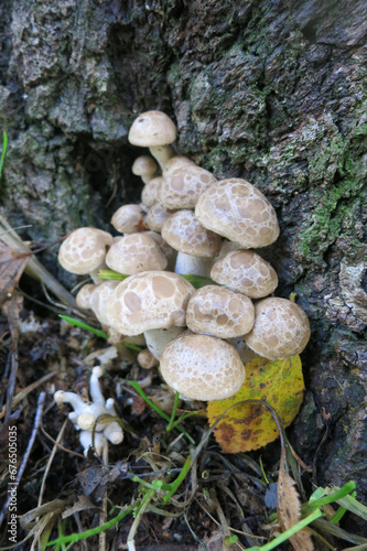 Ryadovka or Tricholoma beige mushrooms growing on a tree
