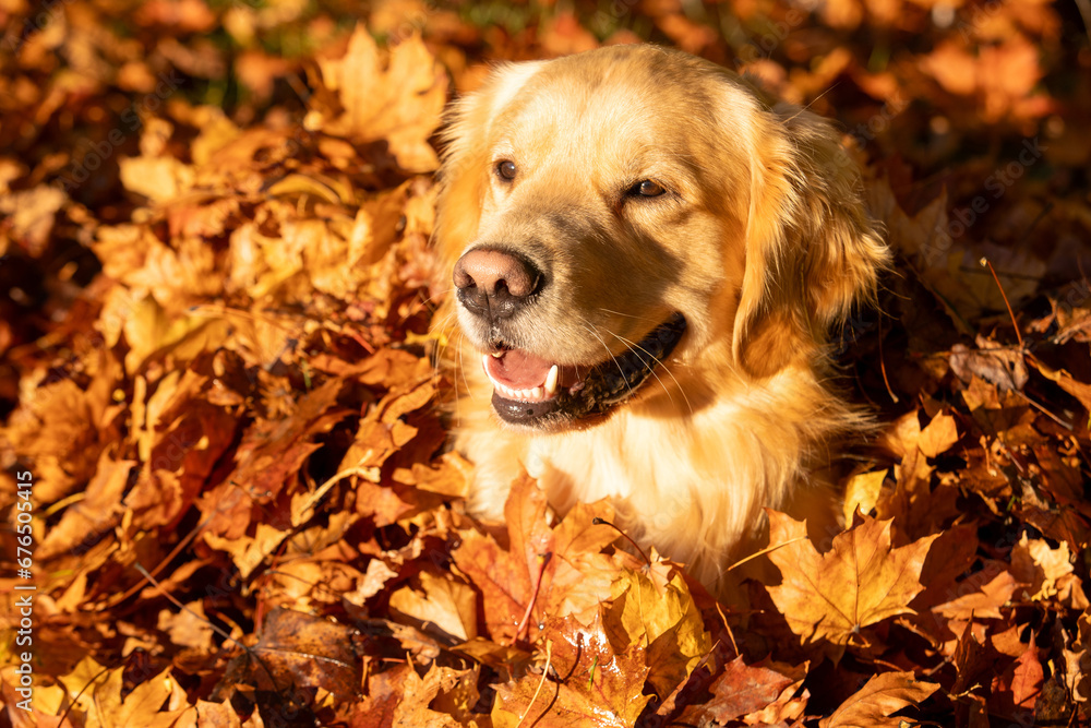 Happy golden retriever dog with smile on his face. He has light gold fur and is sitting in a pile of Fall colored, Autumn leaves outside. Happy golden retriever dog with smile on his face. He has light gold fur and is sitting in a pile of Fall colored, Autumn leaves outside.