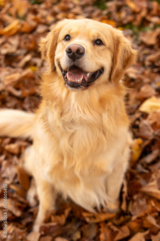 Happy golden retriever dog with smile on his face. He has light gold fur and is sitting in a pile of Fall colored, Autumn leaves outside. Happy golden retriever dog with smile on his face. He has light gold fur and is sitting in a pile of Fall colored, Autumn leaves outside.