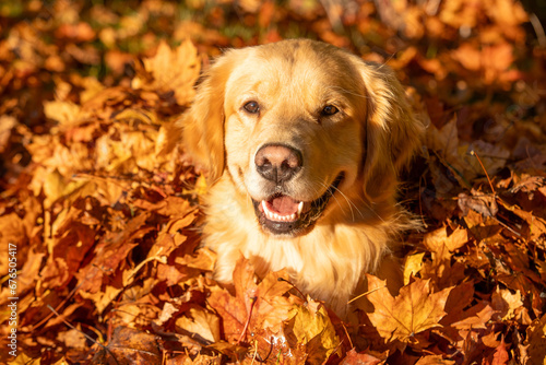 Happy golden retriever dog with smile on his face. He has light gold fur and is sitting in a pile of Fall colored, Autumn leaves outside. 