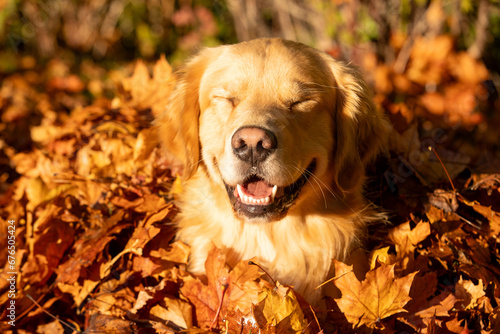 Happy golden retriever dog with smile on his face and eyes closed. He has light gold fur and is sitting in a pile of Fall colored, Autumn leaves outside. 