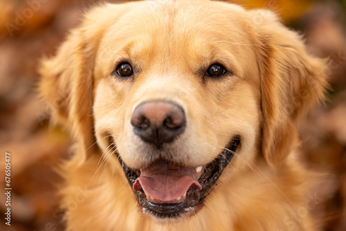 Happy golden retriever dog with smile on his face. He has light gold fur and is sitting in a pile of Fall colored  Autumn leaves outside. 