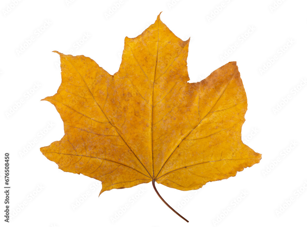 Leaves of autumn. Maple leaves. yellow red green. Dry maple leaf isolated on white background. Leaves of autumn. Maple leaves. yellow red green. Dry maple leaf isolated on white background.
