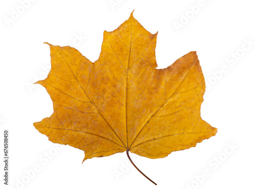 Leaves of autumn. Maple leaves. yellow red green. Dry maple leaf isolated on white background.