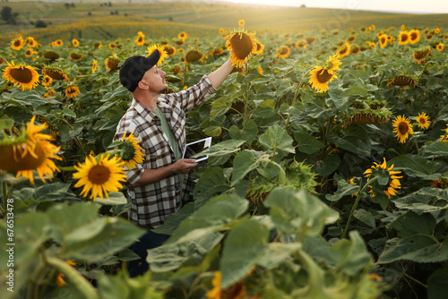 Man farmer hold digital tablet inspects blooming sunflower at field. Agronomist farmland inspects, analysing harvest the plantation. Agribusiness. Smart agriculture concept. Farming season harvest.