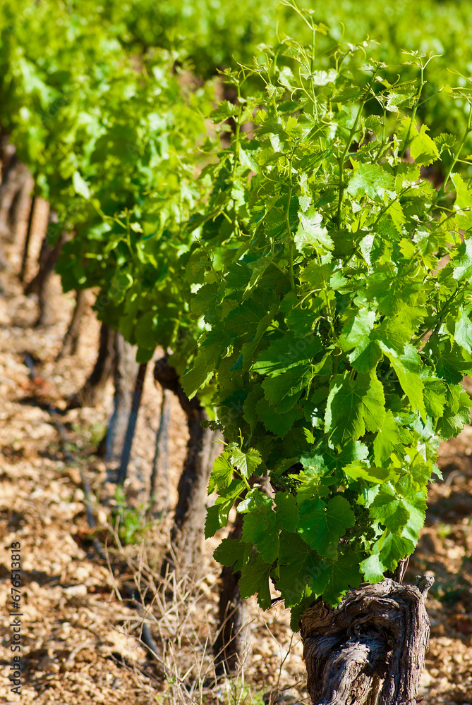 Grape vines with fresh green leaves growing in a row on a vineyard in France in summer