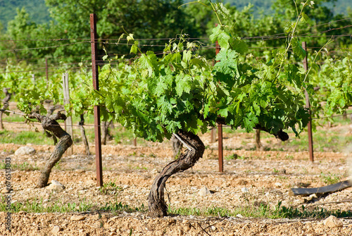 Vine plant with fresh green leaves on a vineyard in summer in France.