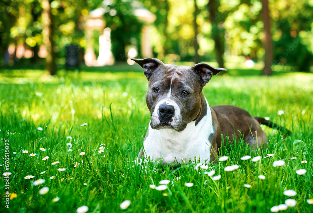 A dog of the American Staffordshire terrier breed lies in the green grass on the background of the park. She has an offended look and a beautiful body. Walking and training. The photo is blurred. - obrazy, fototapety, plakaty 