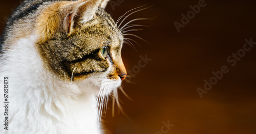 Homeless animals seek shelter. Surviving cat wander street of village,old town. Stray, abandoned creatures. Sad, lonely,helpless pets cats need rescue care. Desperate hope for home finding